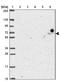 FAST Kinase Domains 3 antibody, NBP2-39095, Novus Biologicals, Western Blot image 