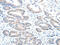 ALDH1A2 antibody, CSB-PA039662, Cusabio, Immunohistochemistry paraffin image 