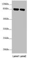 NADH-ubiquinone oxidoreductase 75 kDa subunit, mitochondrial antibody, LS-C676136, Lifespan Biosciences, Western Blot image 