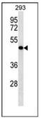 Killer Cell Lectin Like Receptor G2 antibody, AP52398PU-N, Origene, Western Blot image 