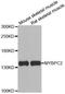 Myosin Binding Protein C, Fast Type antibody, A6934, ABclonal Technology, Western Blot image 