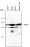 PDZ Domain Containing 1 antibody, AF4997, R&D Systems, Western Blot image 