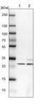 AKT Interacting Protein antibody, PA5-61209, Invitrogen Antibodies, Western Blot image 