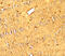 Microtubule Associated Protein 1 Light Chain 3 Alpha antibody, 7951, ProSci Inc, Immunohistochemistry paraffin image 