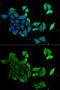 Ephrin B2 antibody, GTX32589, GeneTex, Immunofluorescence image 