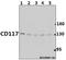 c-Kit antibody, M01335-4, Boster Biological Technology, Western Blot image 