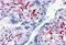 CTL2 antibody, MBS246684, MyBioSource, Immunohistochemistry paraffin image 