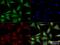 PPARG Coactivator 1 Alpha antibody, NBP1-04676, Novus Biologicals, Immunocytochemistry image 