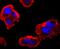 Fragile X Mental Retardation 1 antibody, NBP2-66848, Novus Biologicals, Immunofluorescence image 