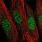 LIM Domain Binding 2 antibody, NBP2-55705, Novus Biologicals, Immunofluorescence image 