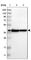 Testis Expressed 264, ER-Phagy Receptor antibody, HPA017739, Atlas Antibodies, Western Blot image 