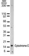 Cytochrome C, Somatic antibody, NB100-55775, Novus Biologicals, Western Blot image 