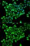 Cytidine Deaminase antibody, GTX53944, GeneTex, Immunofluorescence image 