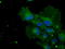 Cytochrome P450 Oxidoreductase antibody, TA500601, Origene, Immunofluorescence image 