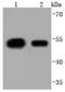 Kruppel Like Factor 4 antibody, NBP2-66918, Novus Biologicals, Western Blot image 