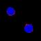 CD72 Molecule antibody, BAF1279, R&D Systems, Immunocytochemistry image 