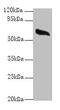 Glypican 4 antibody, CSB-PA009706LA01HU, Cusabio, Western Blot image 