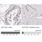 SPT16 Homolog, Facilitates Chromatin Remodeling Subunit antibody, NBP2-38607, Novus Biologicals, Immunohistochemistry paraffin image 