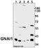 G Protein Subunit Alpha I1 antibody, A03034, Boster Biological Technology, Western Blot image 