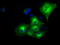 Crystallin Alpha B antibody, CF500590, Origene, Immunofluorescence image 