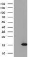 Ubiquitin Like 4A antibody, LS-C172673, Lifespan Biosciences, Western Blot image 