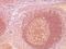 BCL10 Immune Signaling Adaptor antibody, M01616, Boster Biological Technology, Immunohistochemistry frozen image 
