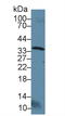 OTU Deubiquitinase, Ubiquitin Aldehyde Binding 1 antibody, LS-C295744, Lifespan Biosciences, Western Blot image 
