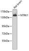 Neurotrophic Receptor Tyrosine Kinase 1 antibody, 13-021, ProSci, Western Blot image 