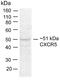 C-X-C Motif Chemokine Receptor 5 antibody, 700995, Invitrogen Antibodies, Western Blot image 