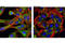 FMR1 Autosomal Homolog 2 antibody, 7098S, Cell Signaling Technology, Immunocytochemistry image 