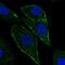 Caveolae Associated Protein 1 antibody, HPA049838, Atlas Antibodies, Immunocytochemistry image 