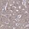 WD Repeat Domain 59 antibody, PA5-65506, Invitrogen Antibodies, Immunohistochemistry paraffin image 