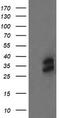 OTU Deubiquitinase, Ubiquitin Aldehyde Binding 1 antibody, TA505204, Origene, Western Blot image 