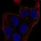 Protein MEMO1 antibody, NBP2-58236, Novus Biologicals, Immunocytochemistry image 