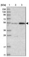 BRISC complex subunit Abro1 antibody, NBP1-90282, Novus Biologicals, Western Blot image 