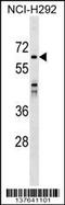 Sorting Nexin 33 antibody, 59-323, ProSci, Western Blot image 