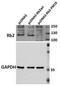 RB Transcriptional Corepressor Like 2 antibody, GTX26545, GeneTex, Western Blot image 