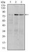 Ribosomal Protein S6 Kinase A3 antibody, MA5-15920, Invitrogen Antibodies, Western Blot image 