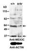 Mex-3 RNA Binding Family Member C antibody, orb176726, Biorbyt, Western Blot image 