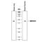 Ephrin B1 antibody, MAB4731, R&D Systems, Western Blot image 