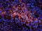 Tumor Protein P63 antibody, orb11214, Biorbyt, Immunofluorescence image 