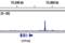 Aryl Hydrocarbon Receptor Nuclear Translocator antibody, 5537S, Cell Signaling Technology, Chromatin Immunoprecipitation image 