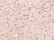 FGF-9 antibody, 107461-T08, Sino Biological, Immunohistochemistry frozen image 