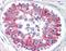 Mothers against decapentaplegic homolog 6 antibody, orb87951, Biorbyt, Immunohistochemistry paraffin image 