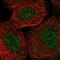 Ring Finger Protein 7 antibody, PA5-57906, Invitrogen Antibodies, Immunofluorescence image 