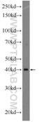 Lymphoid Enhancer Binding Factor 1 antibody, 14972-1-AP, Proteintech Group, Western Blot image 