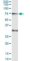 CAMP Responsive Element Binding Protein 5 antibody, H00009586-M01, Novus Biologicals, Immunoprecipitation image 