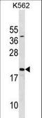 SUB1 Regulator Of Transcription antibody, LS-C156175, Lifespan Biosciences, Western Blot image 