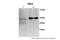 Triosephosphate Isomerase 1 antibody, 26-284, ProSci, Western Blot image 