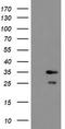 RNA-binding protein with multiple splicing antibody, TA800217, Origene, Western Blot image 